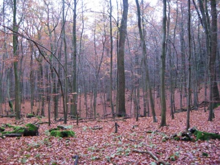 Bild 1 von Doline am Schrödersberg